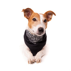 dog jack russell terrier looks up on a white background