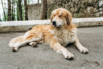 Cute old dog lying resting on the asphalt