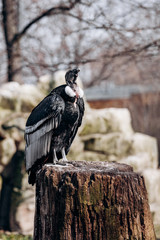 Andean condor sits on an old log cabin tree