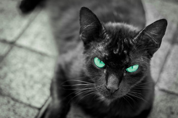 portrait of a black cat blue eyes