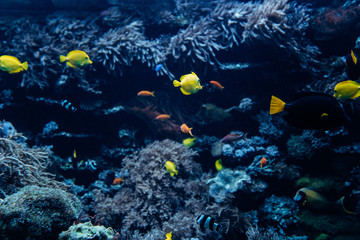 Beautiful underwater world. Sea world with fish and its inhabitants