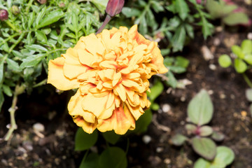 Photo of a yellow flower with orange tones