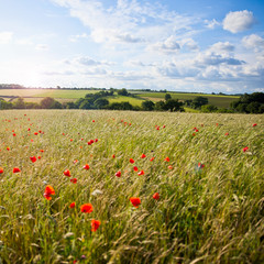Coquelicots dans un champ au printemps.