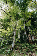 Pine forest tree wide angle view background