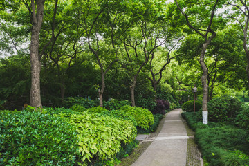 Obraz premium Ścieżka wśród drzew w parku nad jeziorem zachodnim, Hangzhou, Chiny