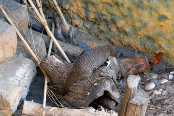 Mongoose sits in a tree and eats a white mouse.