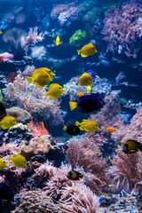 Fototapete Unterwasserwelt wunderschöne Unterwasserwelt mit tropischen Fischen  © EwaStudio
