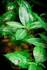tropical green leaf. tropical rainforest