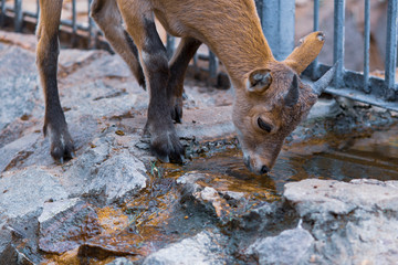 Red goat kid drinks from a stream, close-up.