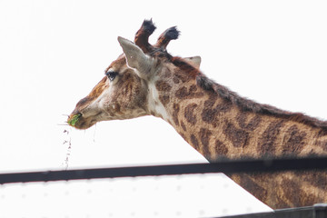 Giraffe eating grass, portrait, close-up