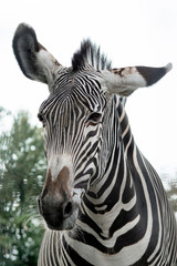 Fototapeta na wymiar Black and white striped zebra, portrait, close-up.