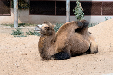 Big camel in the sand, closeup.