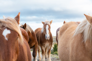 Obraz premium group of Brown and White wild horses in freedom with the sky in the background