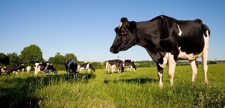 Troupeau de vache laiti&egrave;re dans une prairie verte de France.