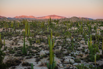 Desert landscape 