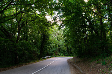 Forest road in Fruska Gora National Park, Serbia