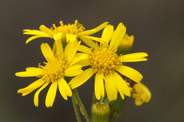 Senecio linifolius narrow leaved canary bush toxic plant with pretty yellow flowers