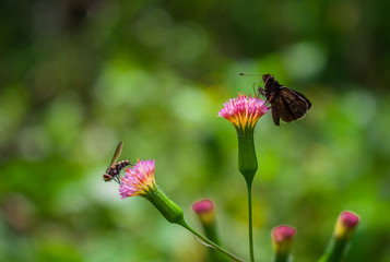 butterfly and bee on flower