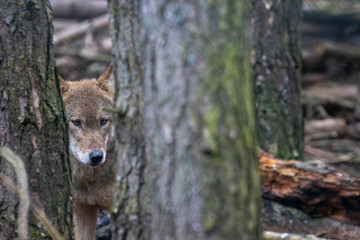 timber/grey wolf, Canis lupus, looking around partially hidden by pine trees within a forest/woodland during December/winter time.