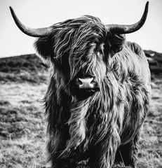 Crédence de cuisine en verre imprimé Highlander écossais Vache Highland noire et blanche