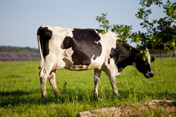 Vache laitière dans une priaire en France.