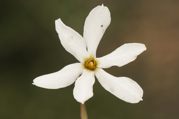 Narcissus obsoletus delicate and small autumn daffodil blooming after the first rains