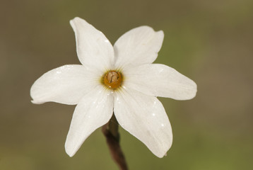 Narcissus obsoletus delicate and small autumn daffodil blooming after the first rains