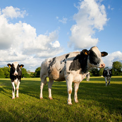 Vache laiti&egrave;re dans les champs en campagne fran&ccedil;aise.