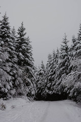 snow covered trees