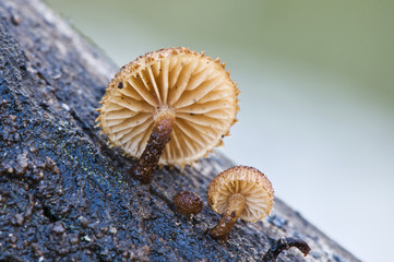 Phaeomarasmius erinaceus pretty mushroom of small size and hairy appearance that grows on trunks and decaying branches © JUANFRANCISCO