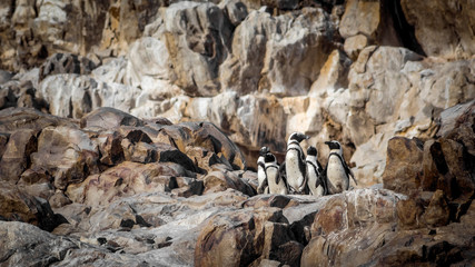 Fototapeta na wymiar pingüinos