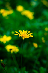 yellow flower on green background
