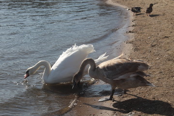 swans in water