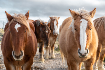 Obraz premium portrait of two Brown and White wild horses in freedom with the sky in the background