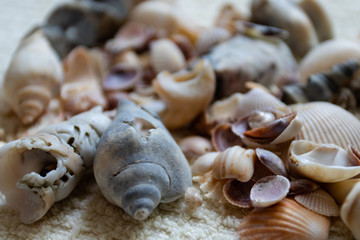Seashells laid out on a towel. Vacation memories