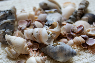 Obraz na płótnie Canvas Seashells laid out on a towel. Vacation memories