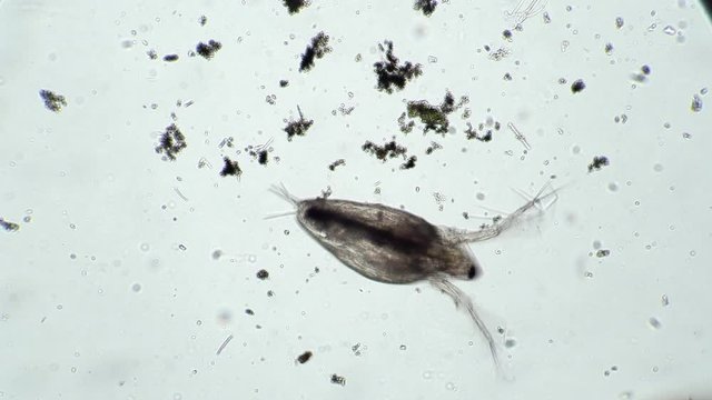 Daphnia floats in muddy pond water in microscope. Transparent microorganism, you can see all organs and heart beats. Theme of laboratory biological research under microscope. Microcosm close-up.
