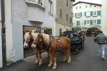 cavalli con calesse per turisti
