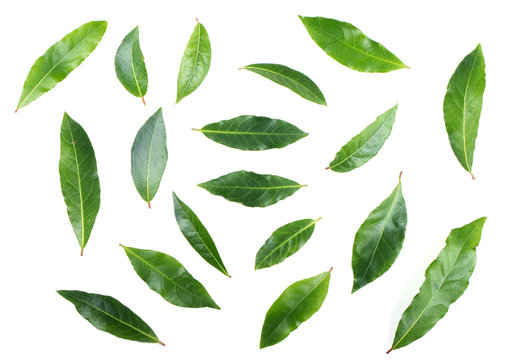 Bay Leaves Isolated On White Background