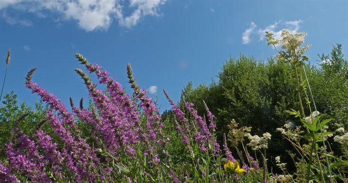 Lythrum salicaria, Lac Chambon, Puy de Dome, Auvergne, France. Wild plants around the Chambon lake.