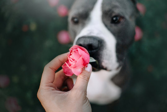 hand holding a pink rose flower with dog nose sniffing up close