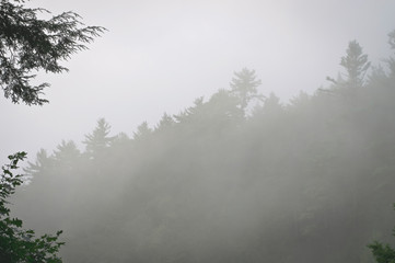 Obraz na płótnie Canvas Misty Woods Background