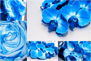  Collage of spring flowers (roses, orchids, geraniums) tinted in classic Pantone blue color 2020. Greeting card for the holiday of Valentine's Day, Mother's Day, Birthday.