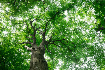 Forest trees. nature green wood sunlight backgrounds
