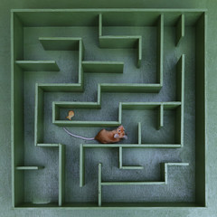 Cute mouse looks for food in maze. Lucky mouse got lost, wanders in labyrinth. Success in solving...