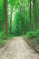 green Forest trees. nature green wood sunlight backgrounds