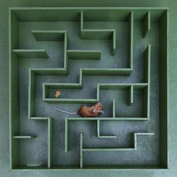 Cute mouse looks for food in maze. Lucky mouse got lost, wanders in labyrinth. Success in solving difficult problems. Hard way on purpose, motivation. Pet. Postcard with mouse. Idea, logic in business