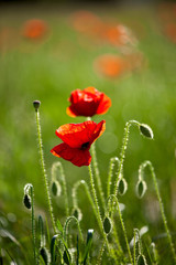 Coquelicots rouge dans les champs au printemps.