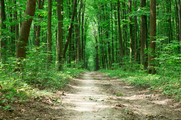 green Forest trees. nature green wood sunlight backgrounds