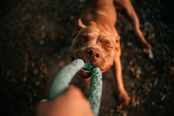 american pit bull terrier dog tugging on a toy, top view